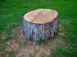 Best Tree Cabling and Bracing  in Kaser, NY
