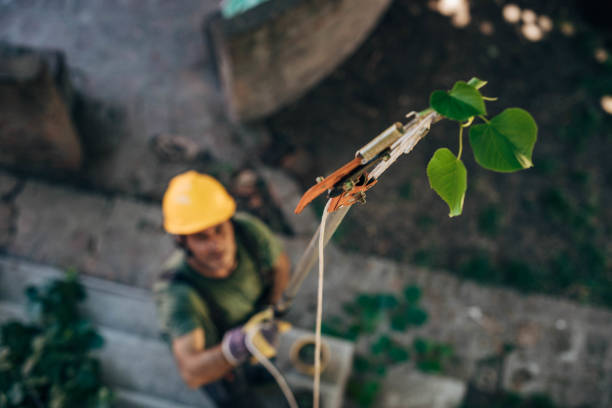 Best Pest Control for Lawns  in Kaser, NY