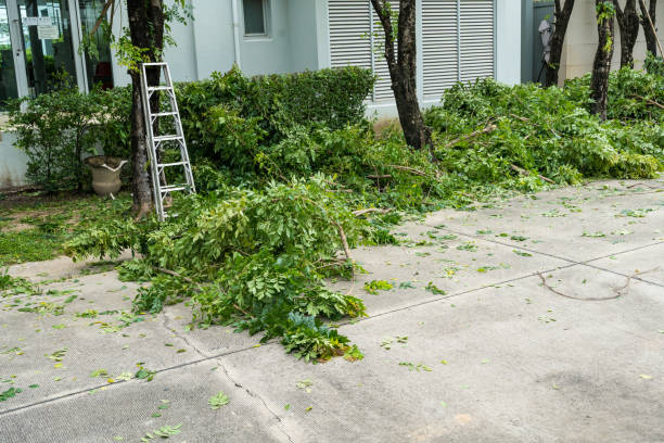 Best Tree Health Inspection  in Kaser, NY
