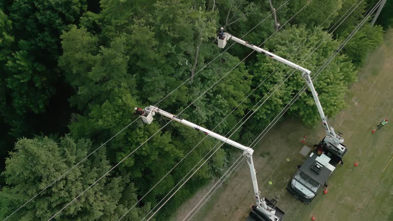 How Our Tree Care Process Works  in  Kaser, NY