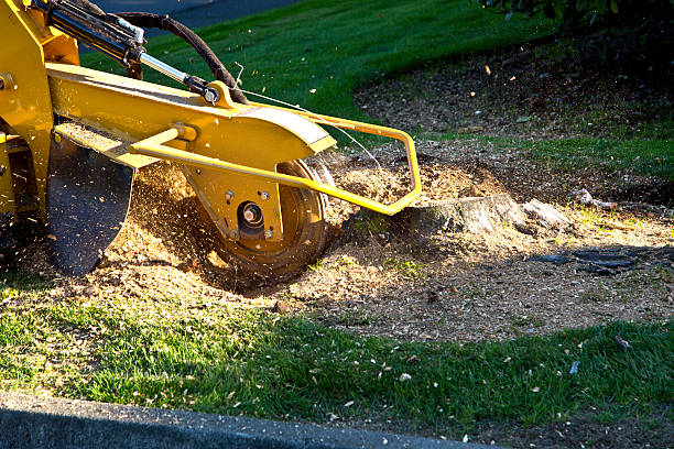 Best Palm Tree Trimming  in Kaser, NY
